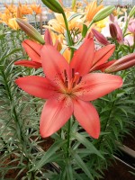 [5120 Carmine Diamond DJ No01.JPG]